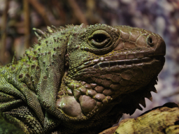 Iguana